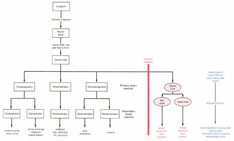 A flow chart to show the development of the nervous system